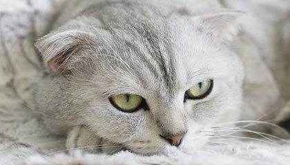 NBA在线观看-皖皖阿古朵大招砸到大司命，清清老夫子大闪留住苏烈打出零换二