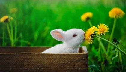 NBA免费直播-fengyue芮尔闪现击杀Elk，随后刷盾收掉Erha拿到双杀